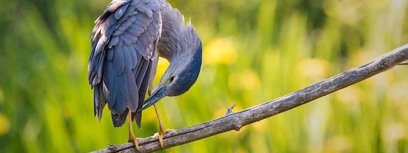 Blue Heron of Central Park
