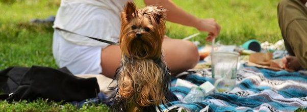 The 5 Best Picnic Spots on the Upper West Side