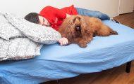 There’s A New Doggy Day Care Where A Human Attendant Will Sleep Next To Your Dog