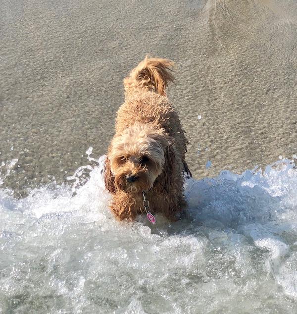 New Jersey's Longport Dog Beach I Love The Upper West Side