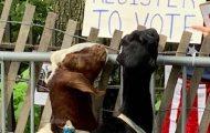 And the Goat Vote is in …
