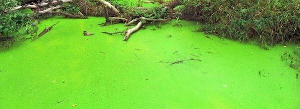 Toxic Algae Found in 2 UWS Parks