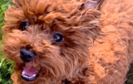 Tory Burch’s Dog Returns Home