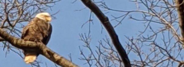 Bald Eagle Sighting in Riverside Park!