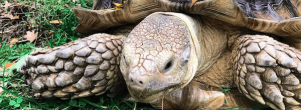Henry – The Tortoise of Central Park