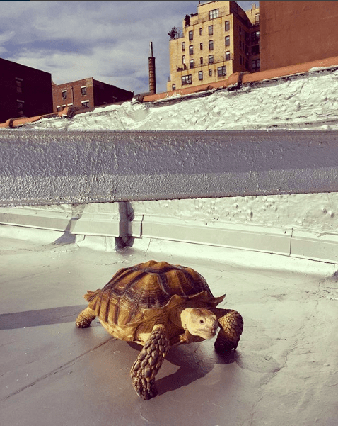 Henry The Tortoise
