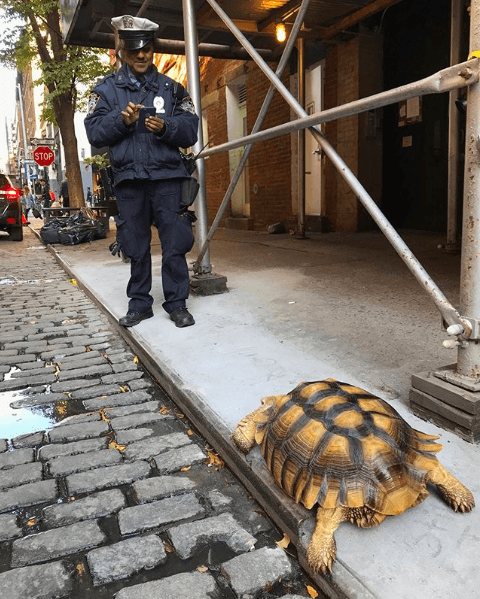 Henry Tortoise NYC