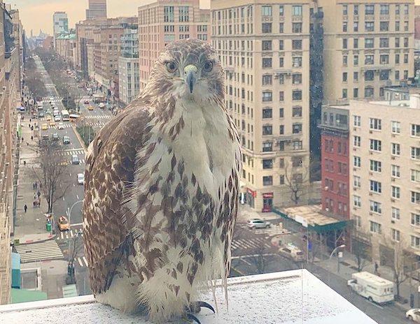 The Red-tailed Hawk: Why Are They So Common? - Buffalo Bill Center of the  West