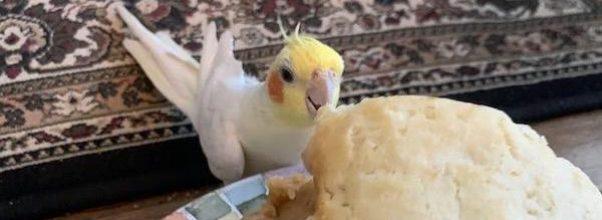 Cody, An Upper West Side Cockatiel, Loves Upper West Side Restaurants