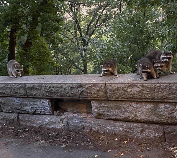 raccoon sanctuary NYC