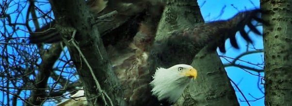 Bald Eagle Spotted Near 81st Street in Central Park