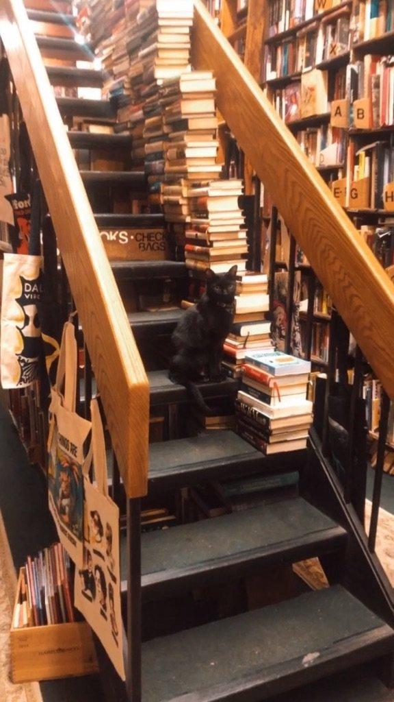 https://ilovetheupperwestside.com/material/media/2021/03/cat-at-westsider-rare-and-used-books.jpeg