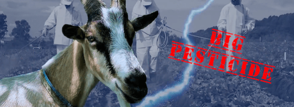 Riverside Park Goat Launches Smear Campaign Against Competition