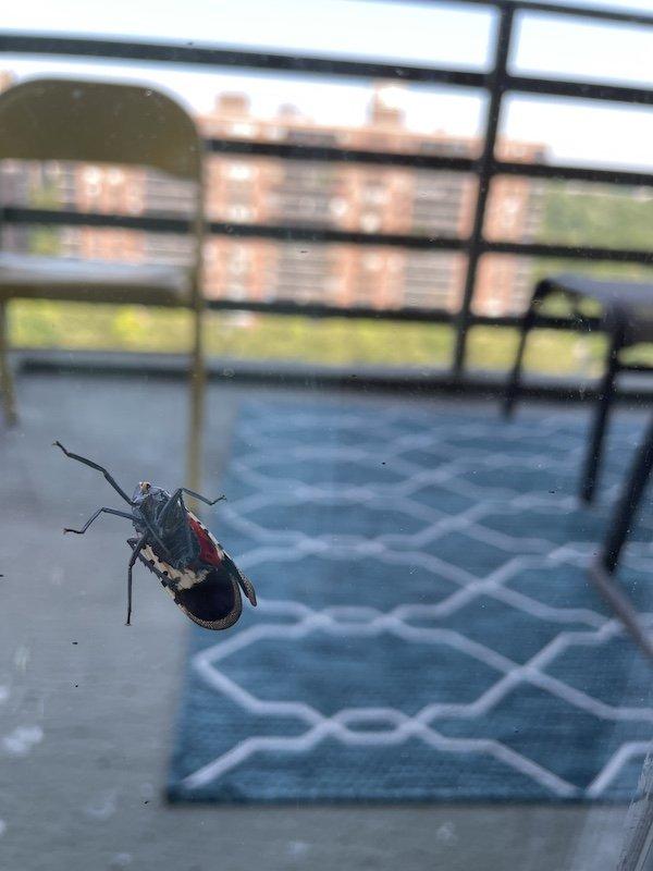 A Colorful Invasion The Spotted Lanternfly Says Hi to Manhattan