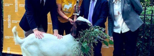 Chalupa is the Best Goat