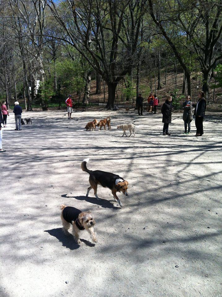 105th street dog run
