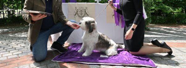 Westminster’s Winning Dog Has Lunch at Tavern on the Green